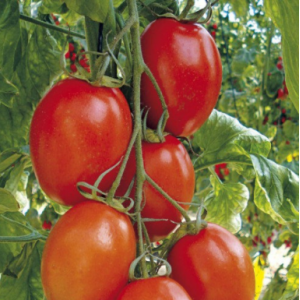Поликарпо F1 - томат индетерминантный, Enza Zaden Голландия фото, цена
